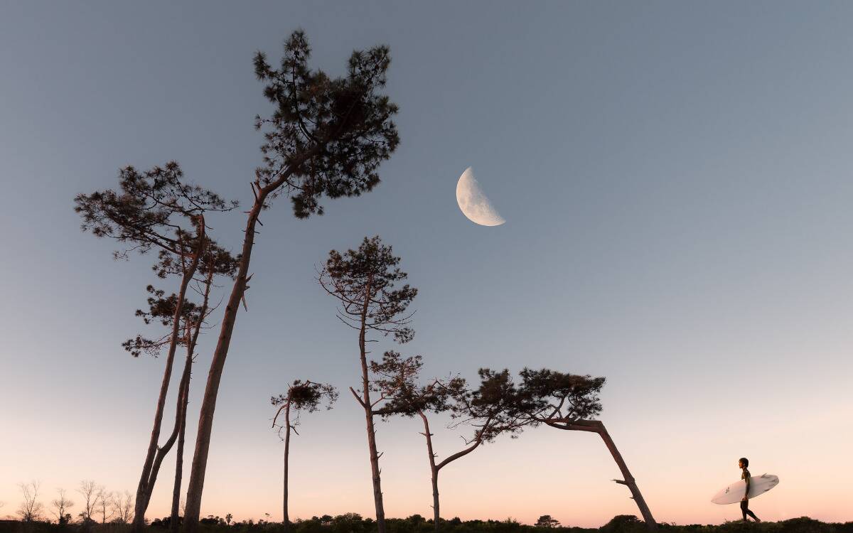 A half moon hanging high in a light blue sky above some trees.