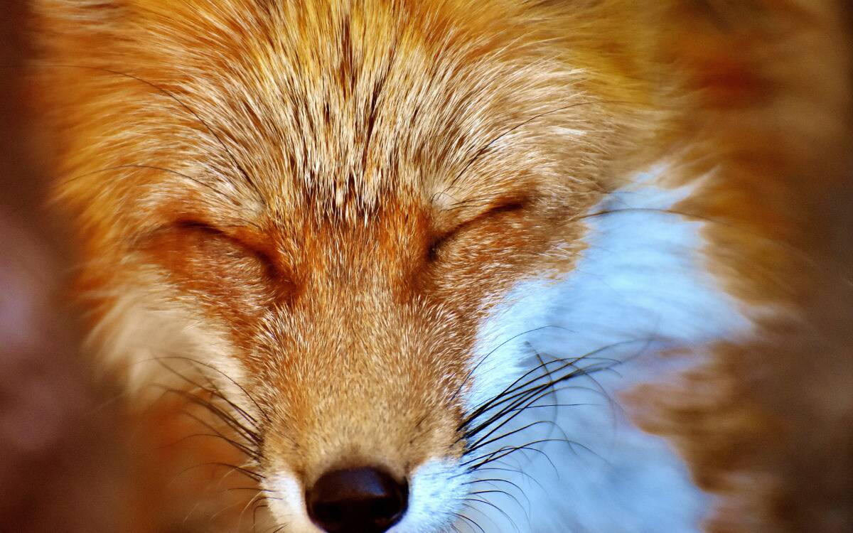 A closeup of a fox's sleeping face.
