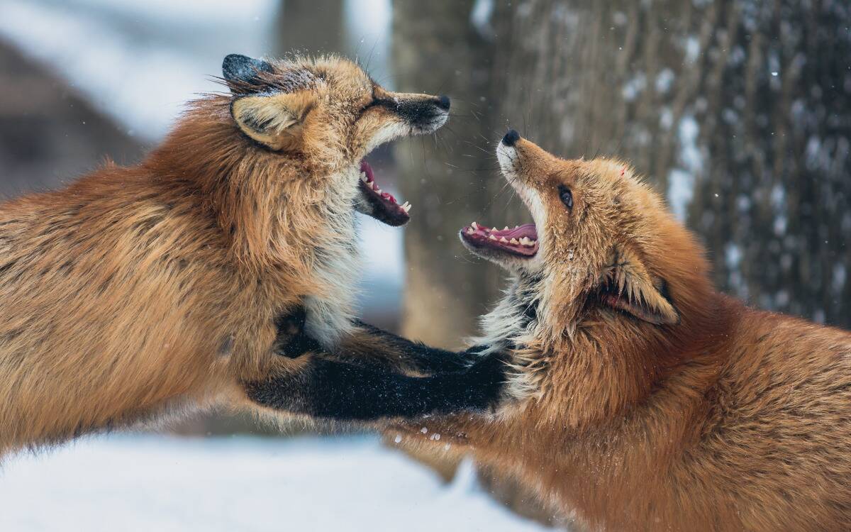 Two foxes play fighting, mouths open.