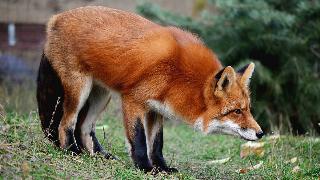 A red fox leaning its head down to watch something.