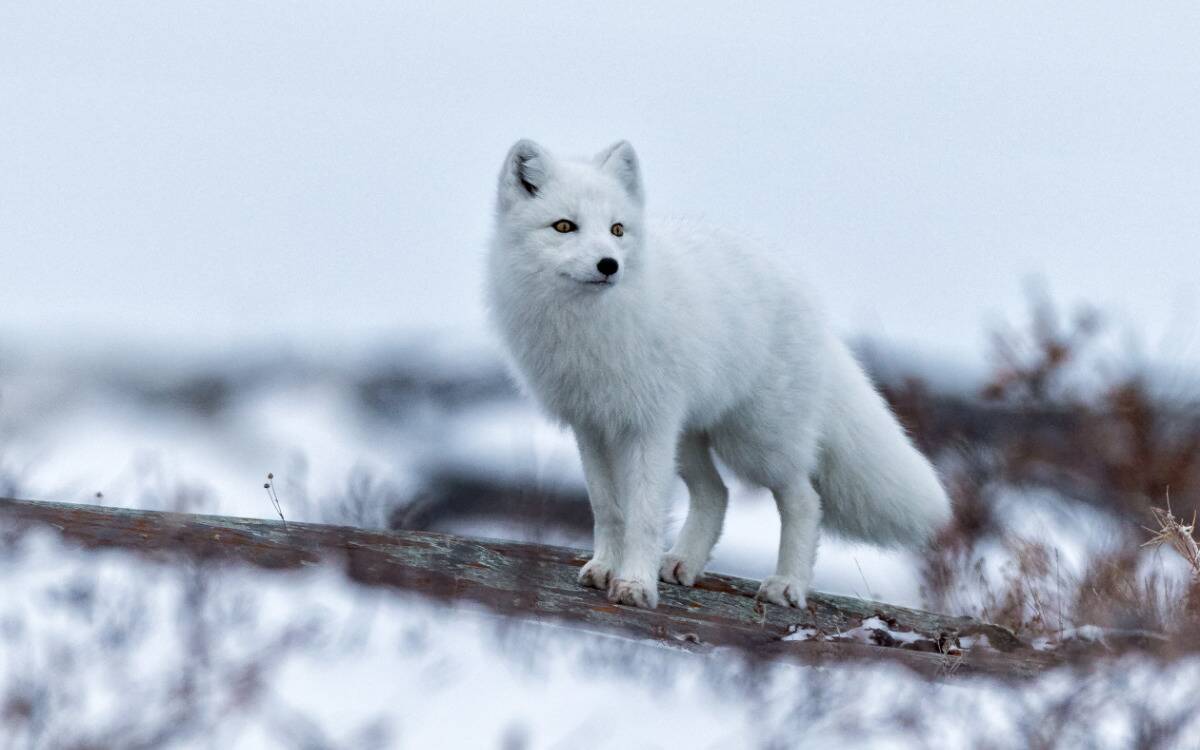 An arctic fox standing on a branch in the snow.