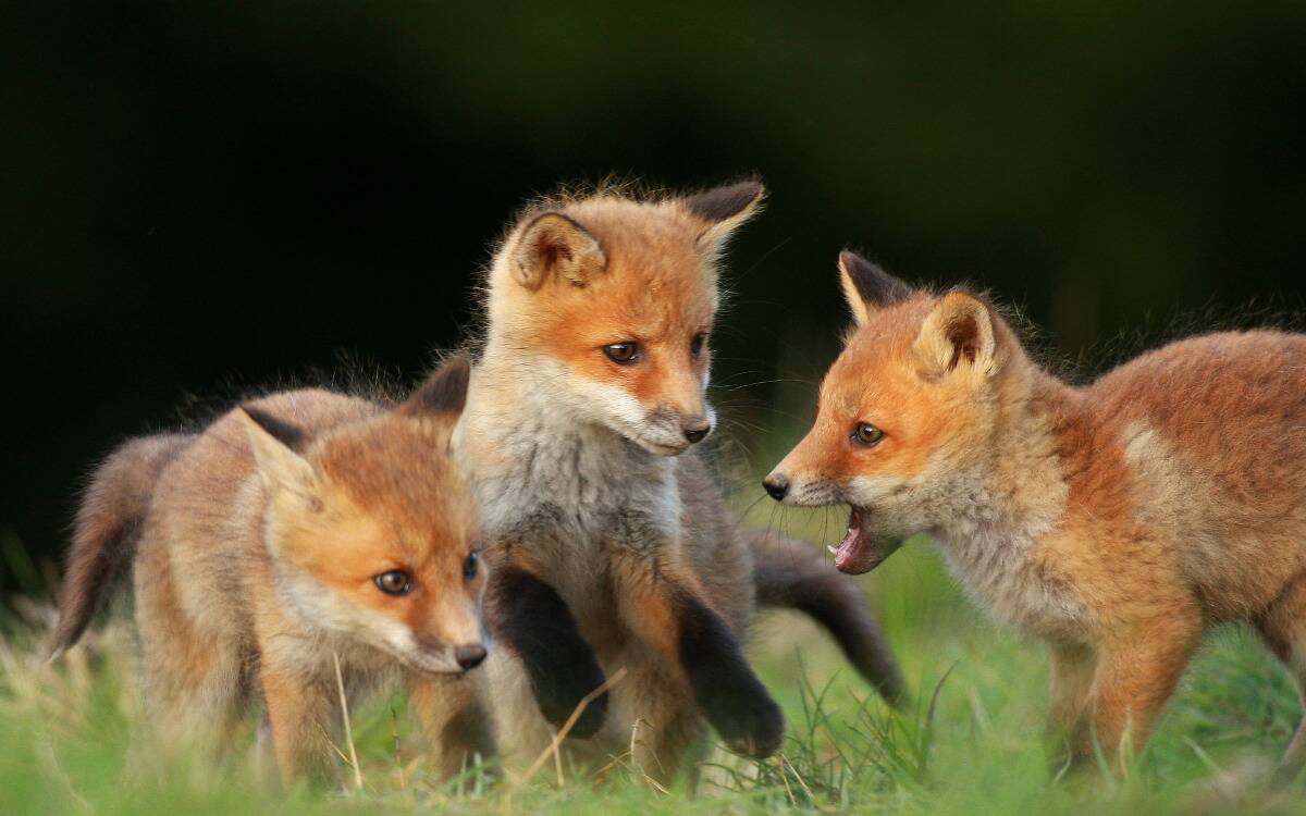A group of fox pups playing with each other.