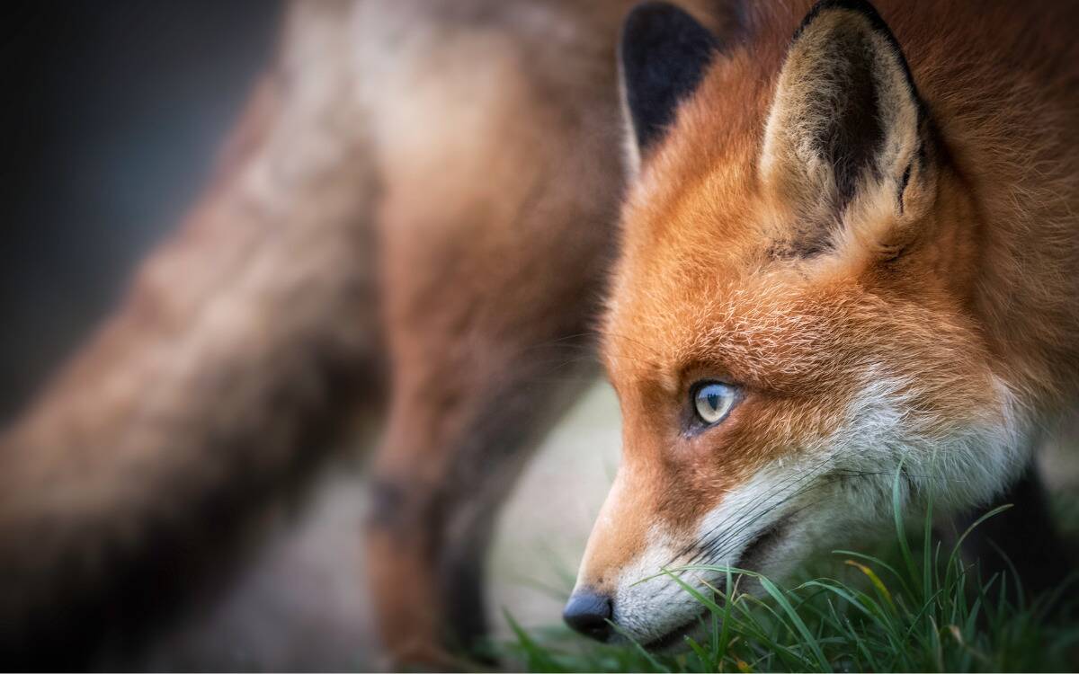 A closeup of a fox's head, bent near the ground.