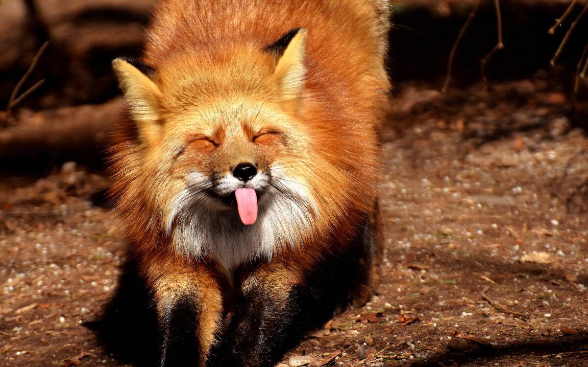 A fox stretching and sticking its tongue out, eyes closed.