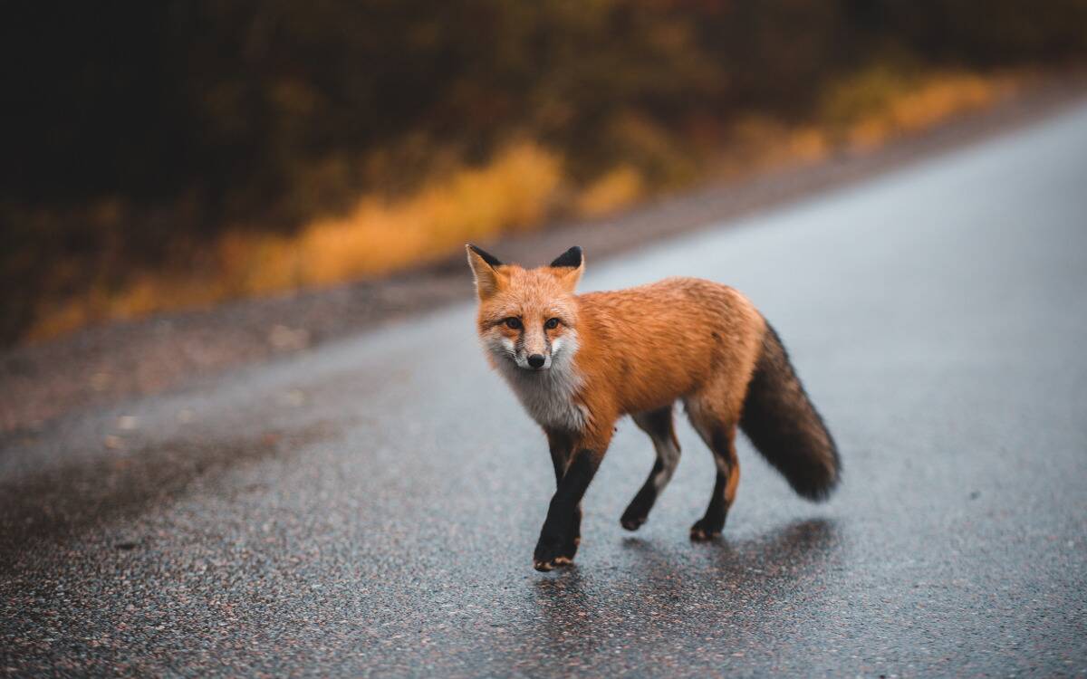 A fox crossing a paved road.