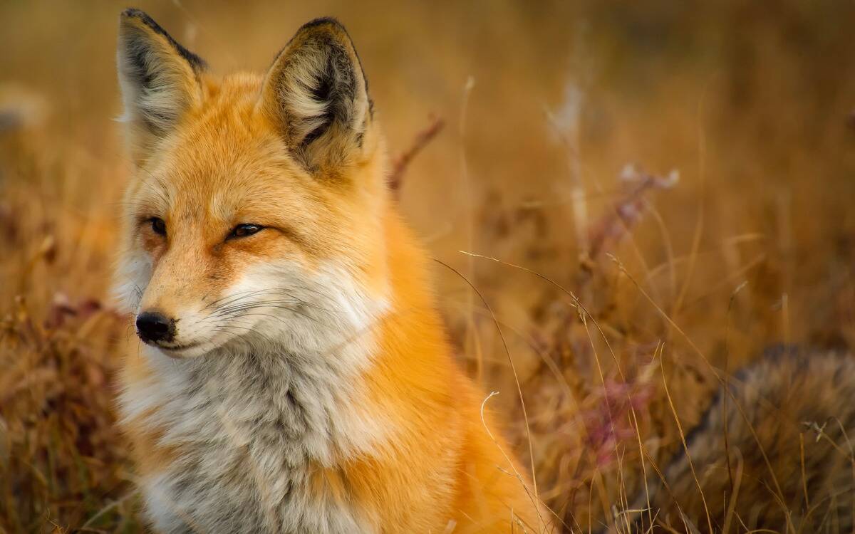 A closeup of a fox standing among tall brown grass.