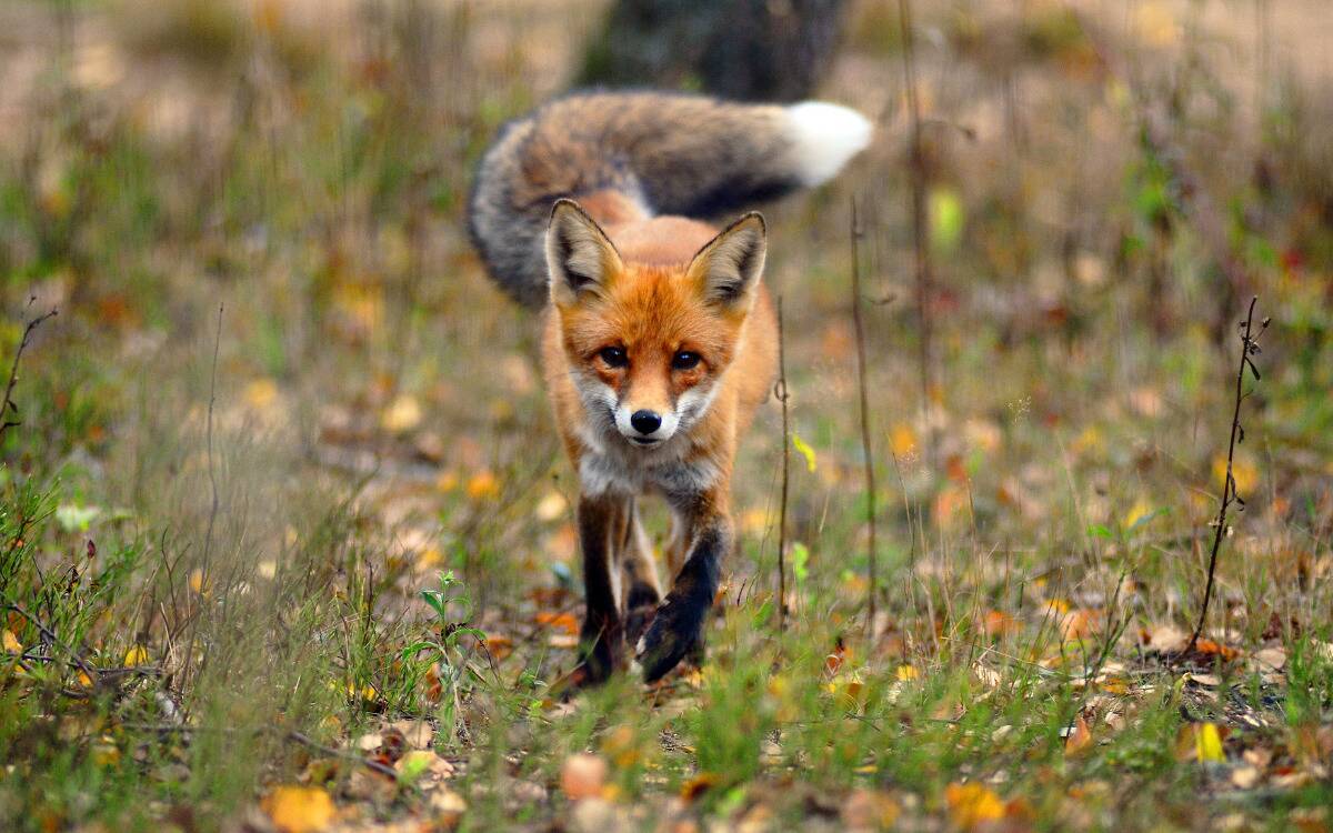 A fox walking right toward the camera through some grass.