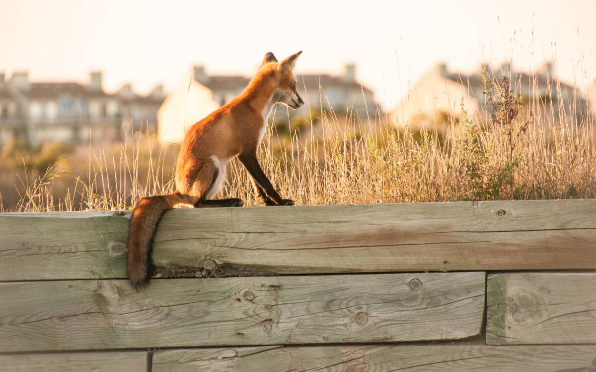 A small fox sitting on a wooden fence, looking away.