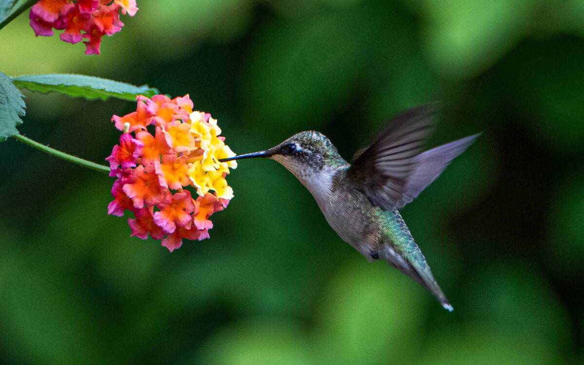 A hummingbird feeding on a cluster of small flowers.