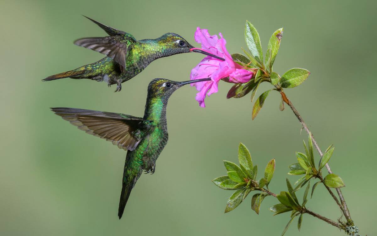 Two hummingbirds feeding on the same pink flower.