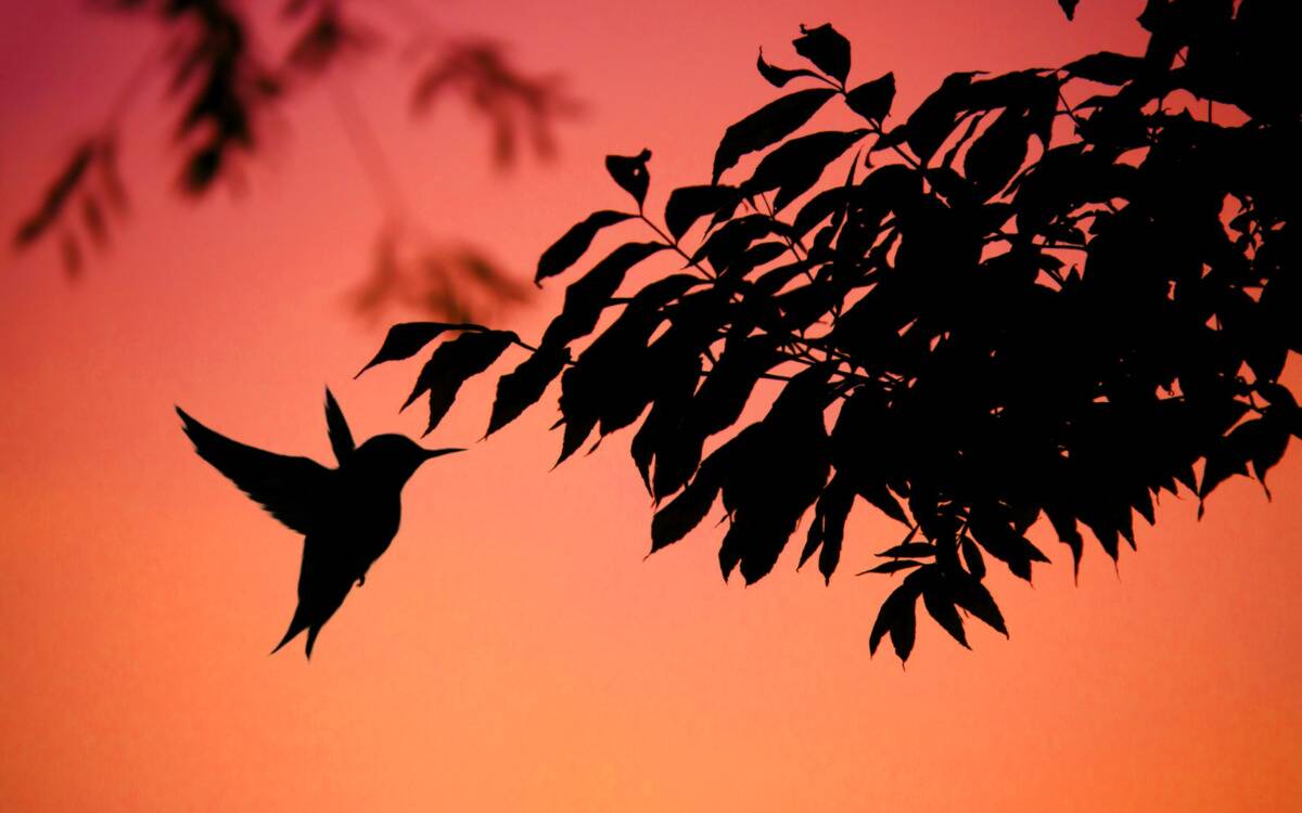 A silhouette of a hummingbird flying by a tree.