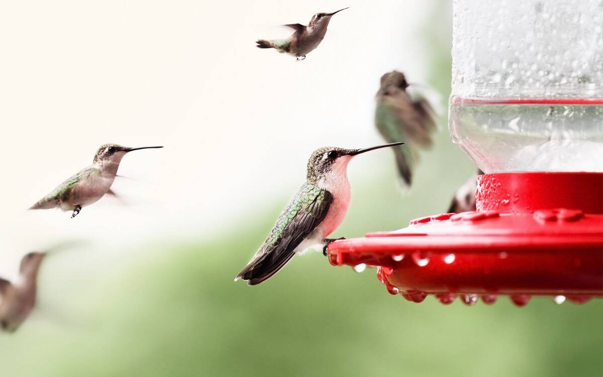 A hummingbird sitting on a feeder, with other hummingbirds flying around in the background.