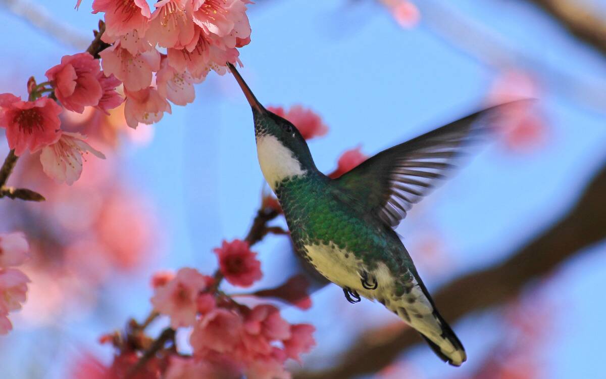 A hummingbird feeding on a sakura blossom, seen from below.