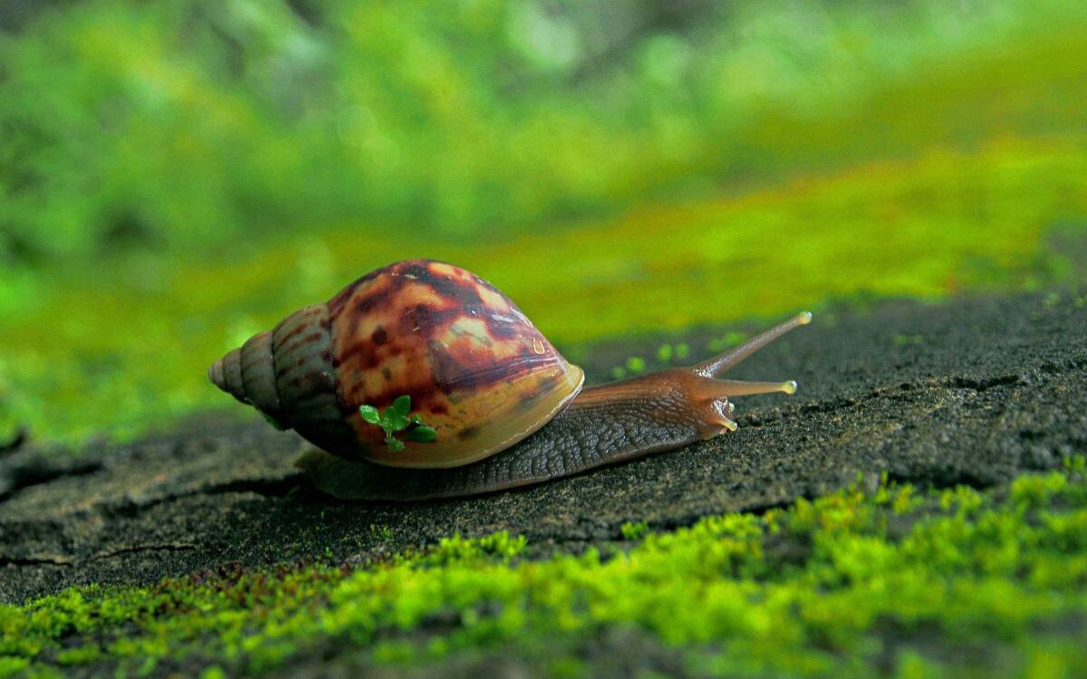 A snail moving along a mossy log.