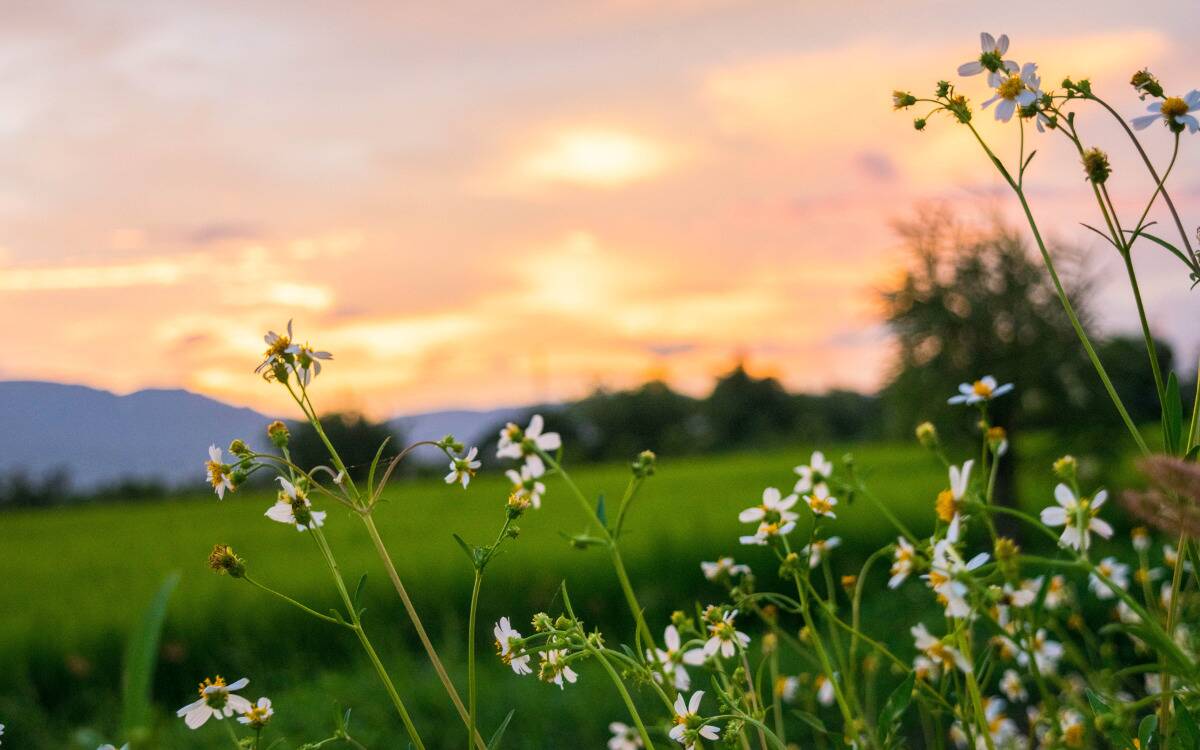 A shot of a field, the focus on some small white wildflowers in the foreground.