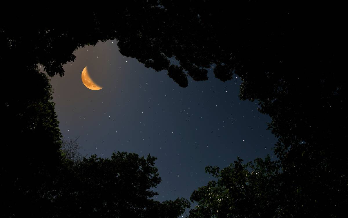 A crescent moon seen through a canopy of trees.