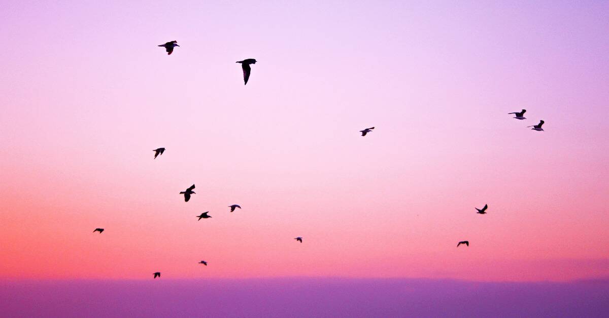 A flock of birds flying in front of a pink and purple sky.