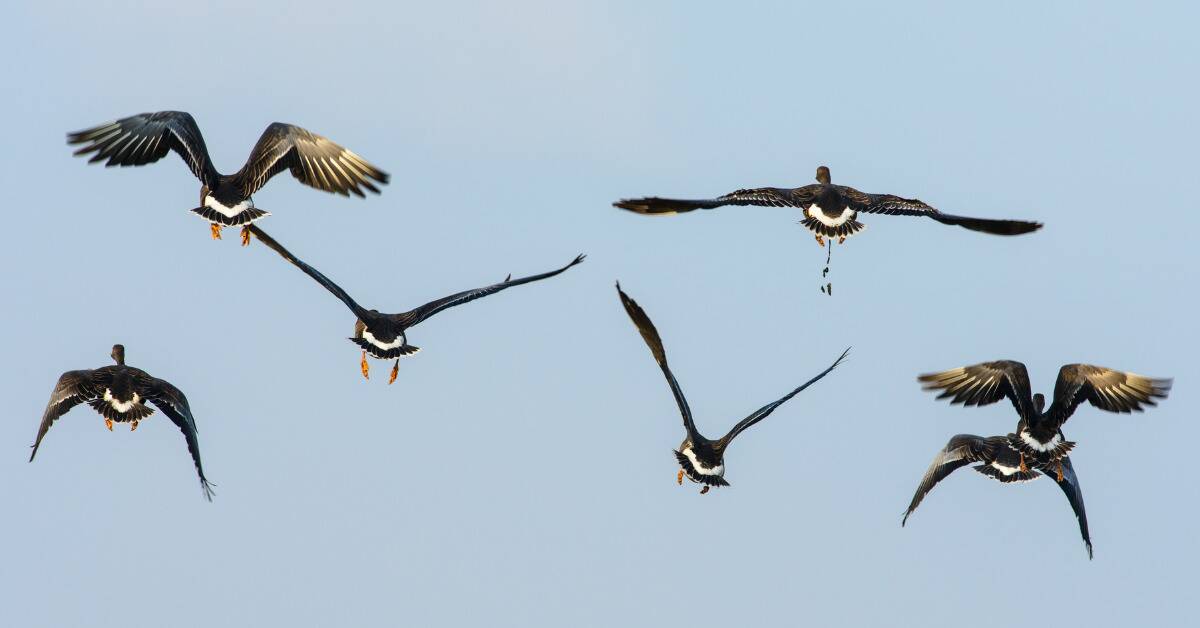 A flock of birds from behind, one of them pooping in flight.