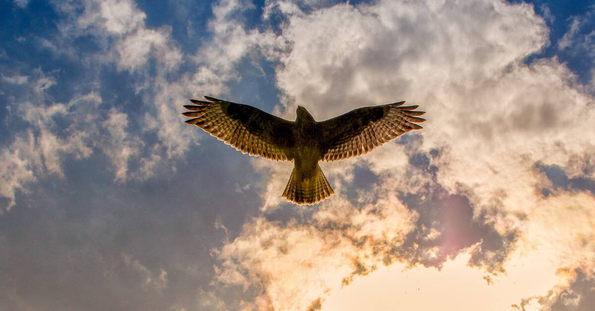 A hawk soaring through the sky, shot from underneath.