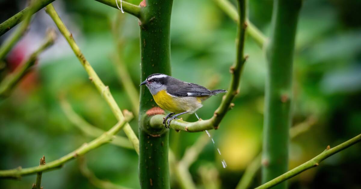 A small bird sitting on a branch and pooping.