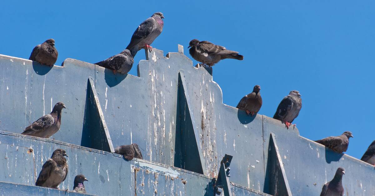 A group of pigeons perched atop a poop-covered city structure.