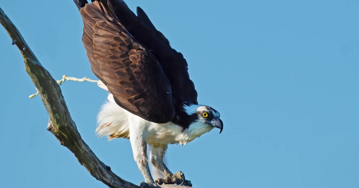 A bird of prey looking bewildered as it poops while perched on a branch.