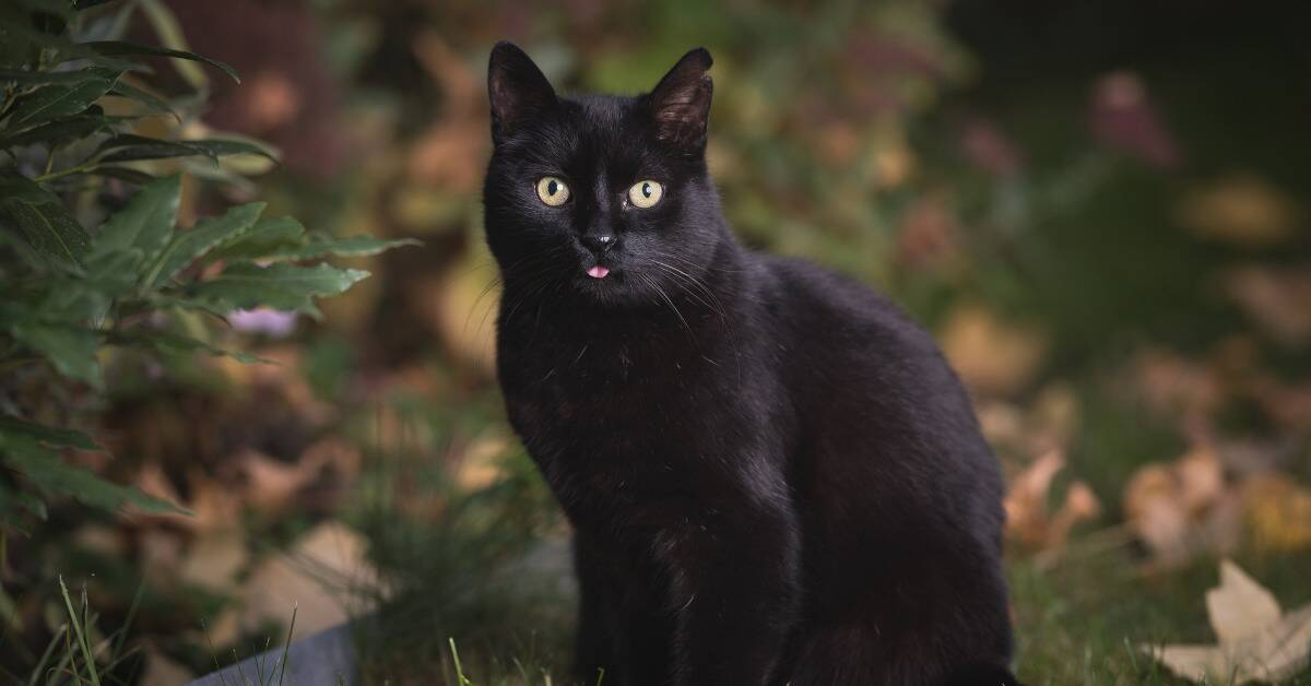 A black cat sitting outside, looking at the camera, its tongue sticking out a little bit.