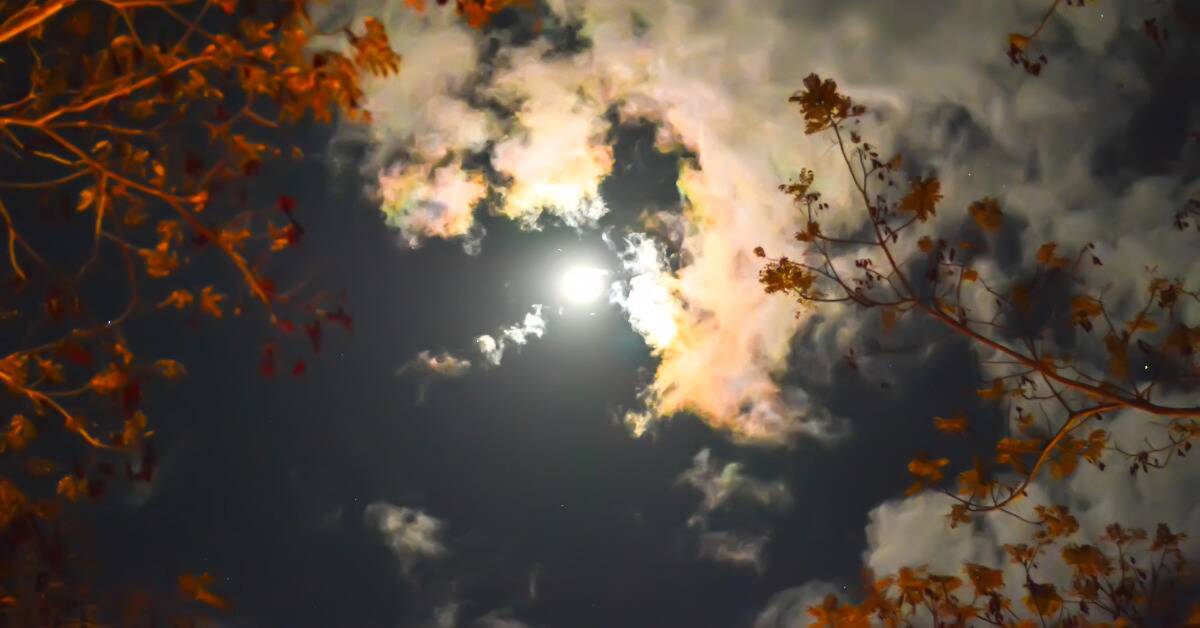 The moon in the night sky, illuminating the clouds, orange tree branches reaching out in front of it.