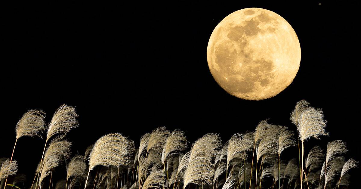 A large yellow moon shining above some reeds.