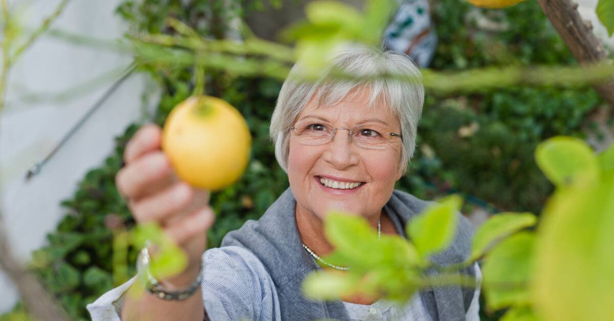 An older woman picking a fruit from a plant in her backyard.