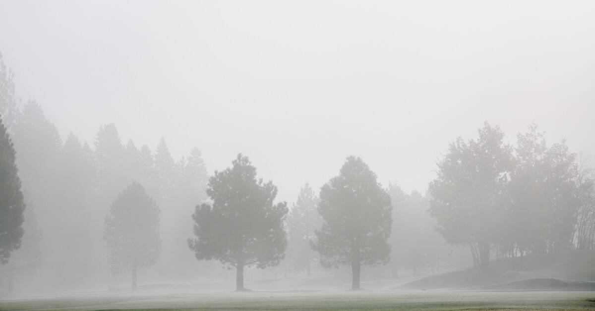 A photo of some trees in a field on a very foggy day.