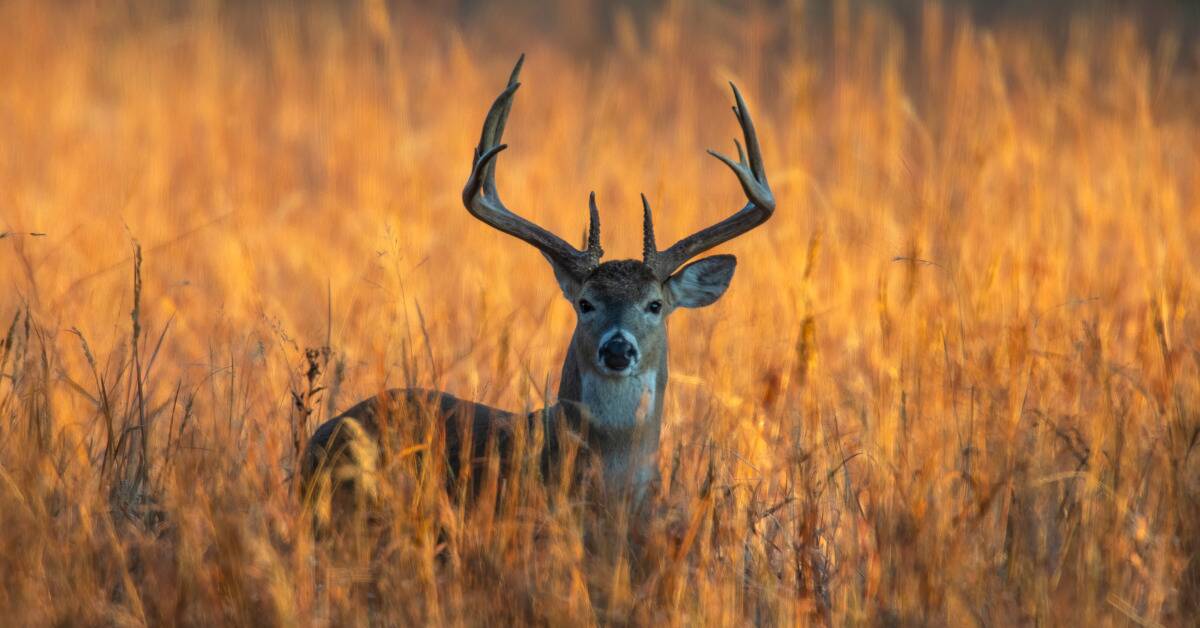 A deer with large antlers laying in a tall grass field.