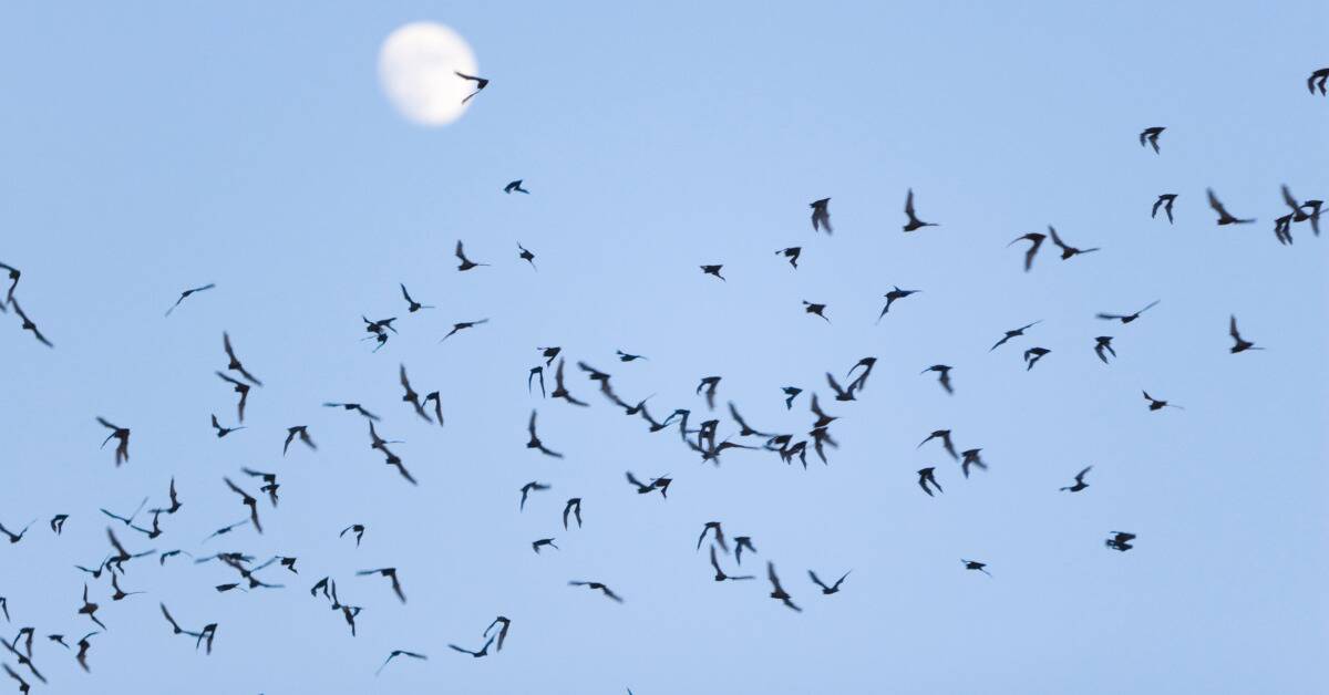 A flock of bats flying through a pale blue sky.
