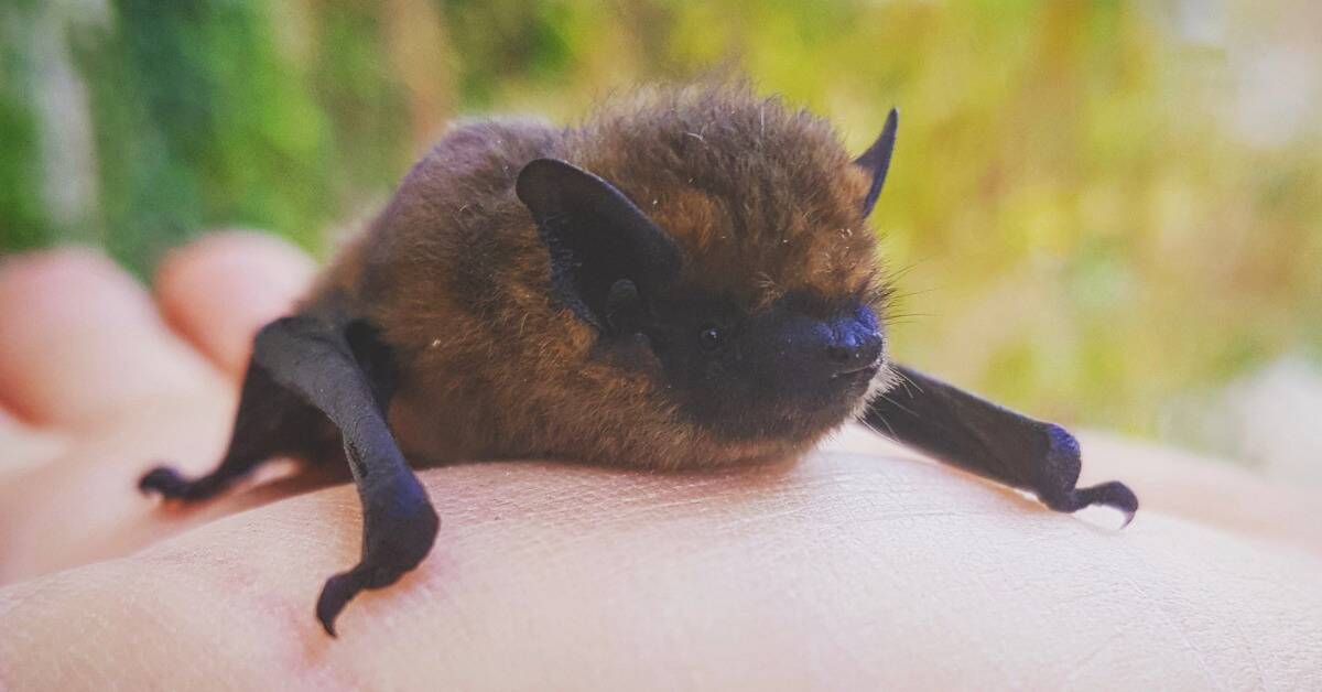 A closeup of a small bat's face as it rests on someone's hand.