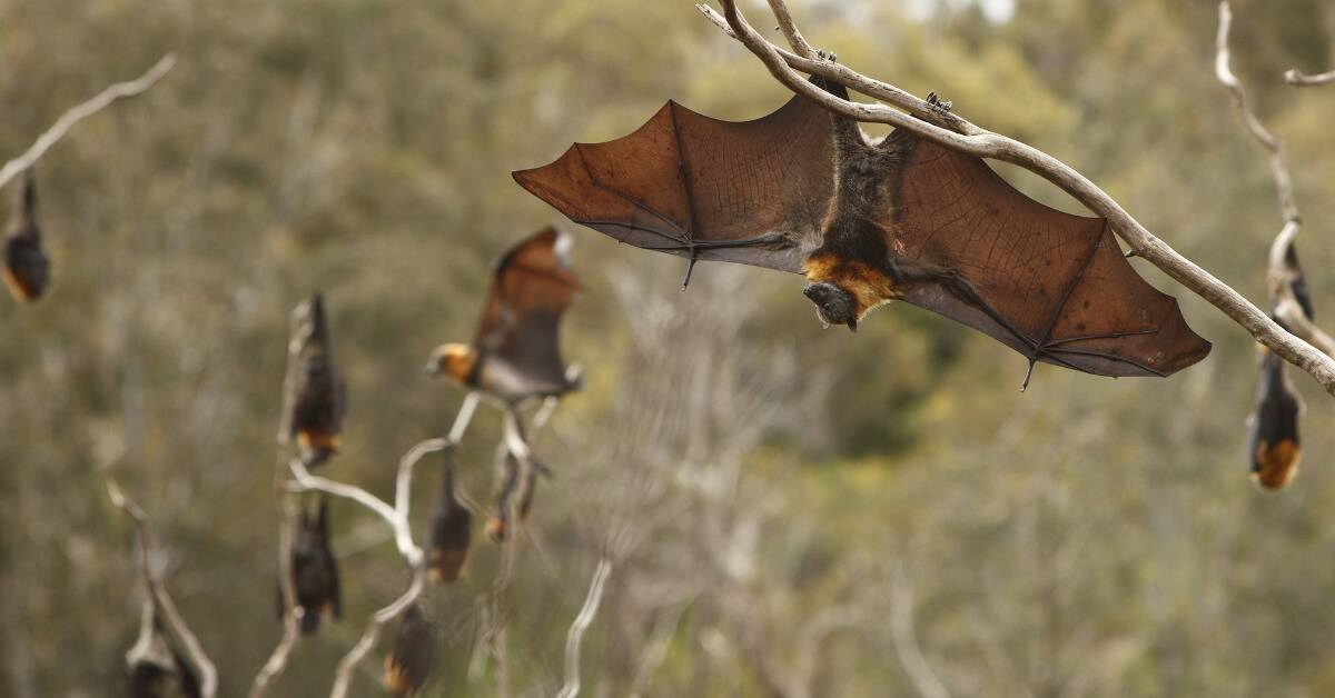 A bat hanging from a branch with its wings outstretched.