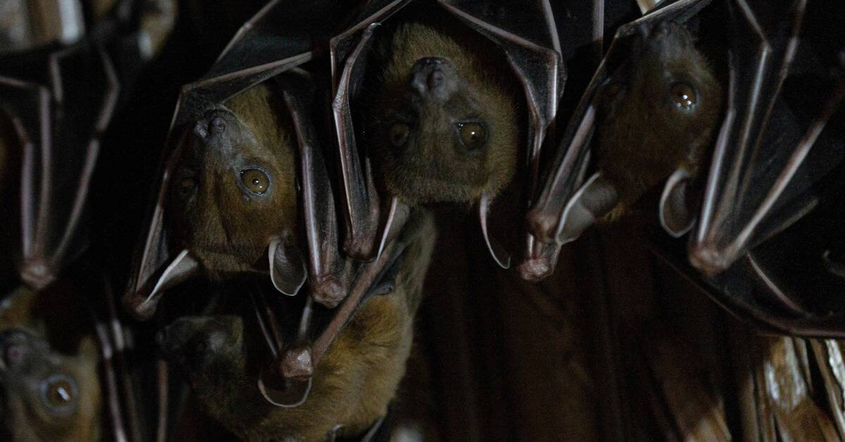 A group of bats hanging upsidedown together.