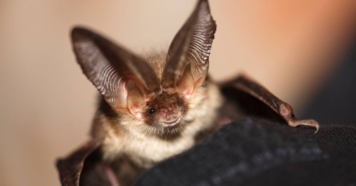A closeup of a bat's face with very large ears.
