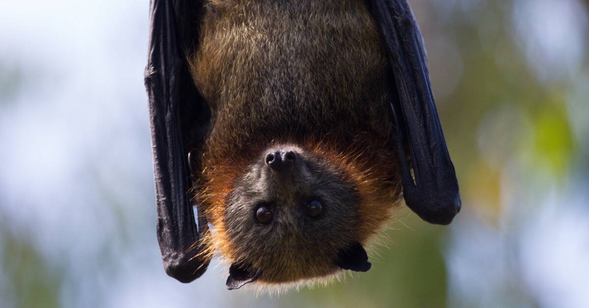 A closeup of a large bat hanging upsidedown, his wings pulled in.