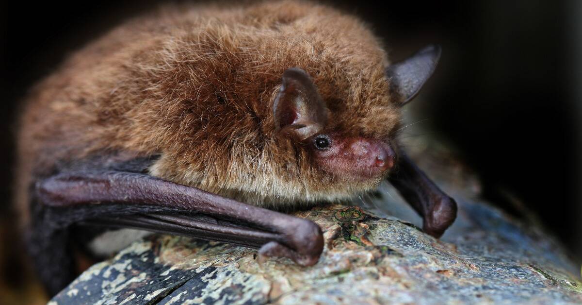 A closeup of a small bat resting on a tree.