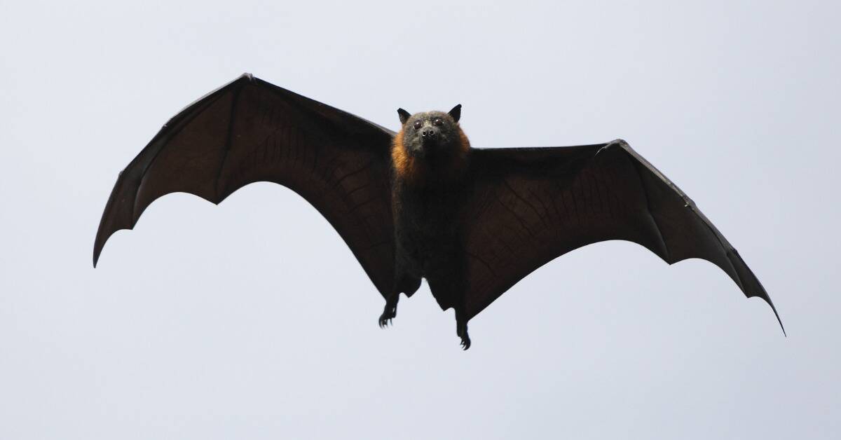 A bat mid-flight.
