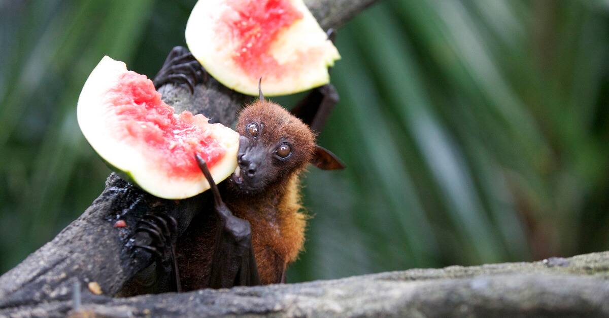 A bat hnging from a branch, eating a piece of fruit.