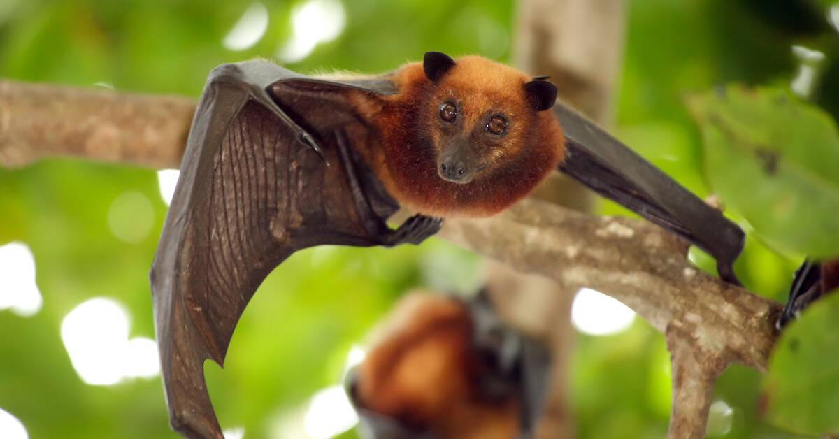 A bat hanging from a branch, shot from below.