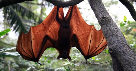 A bat hanging from a branch, wings semi-outstretched.