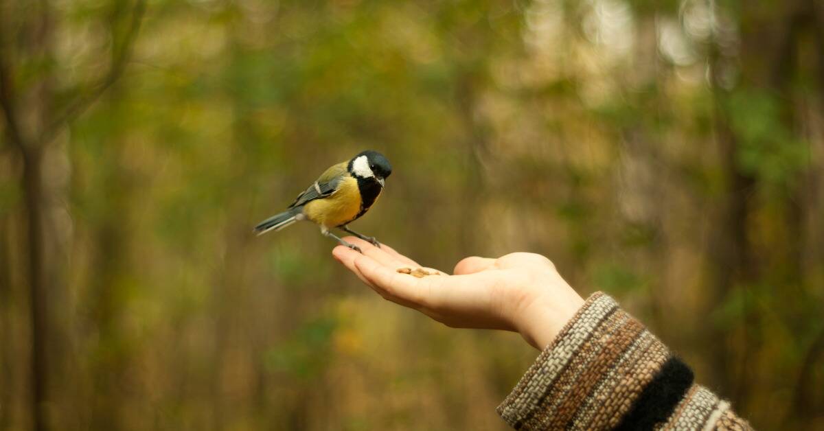 Someone holding their hand out, a bird having landed on their fingers.
