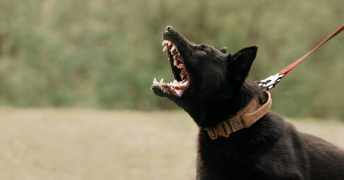 A black dog mid-bark, looking vicious.