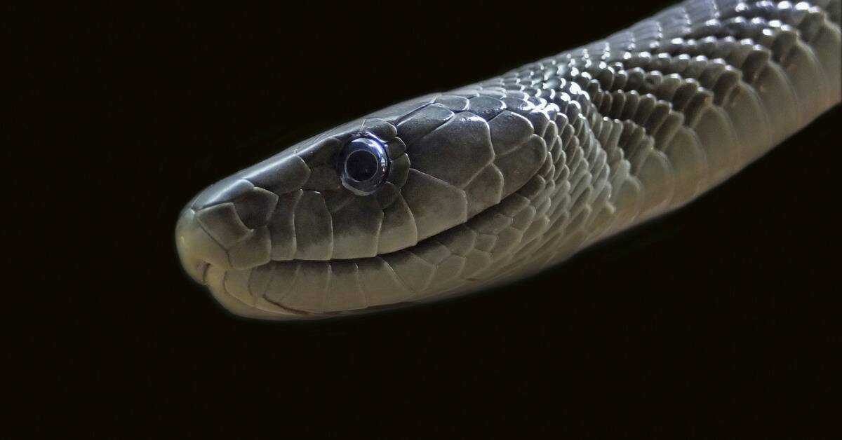 A closeup shot of a snake head.