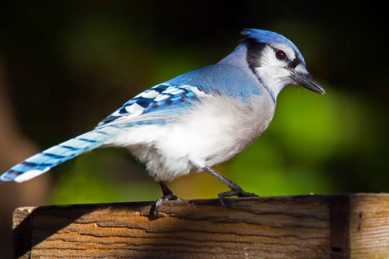 MSN Syn - 2023-11-27T113753.859