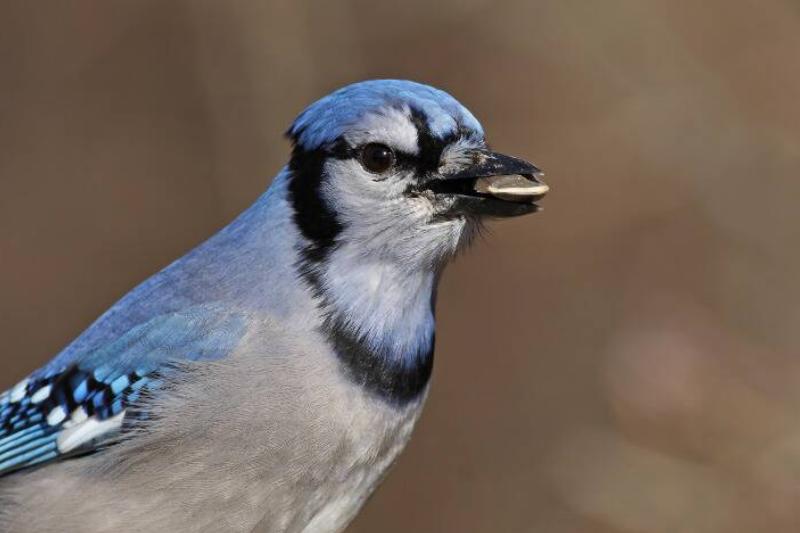 MSN Syn - 2023-11-27T113812.050