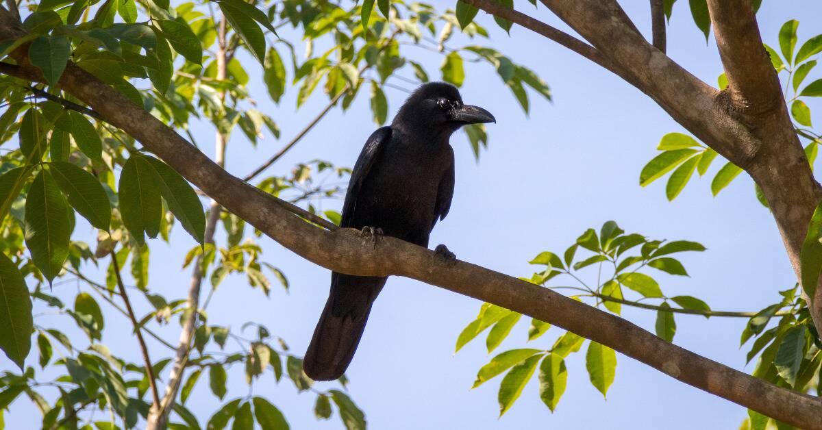 A New Caledonian Crow perched on a branch.