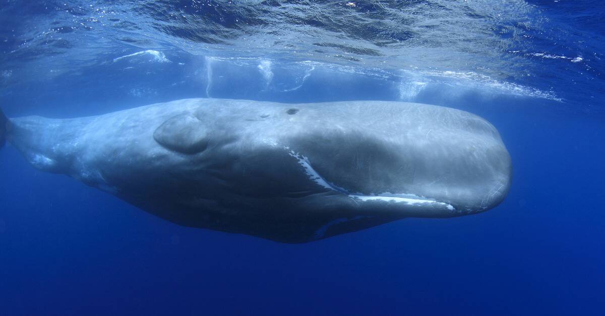 A sperm whale in the ocean, close to the suface.